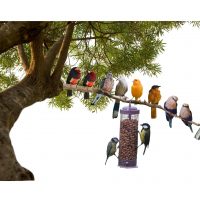 Bird Food